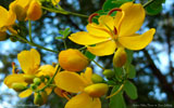 Heart in Yellow Flowers