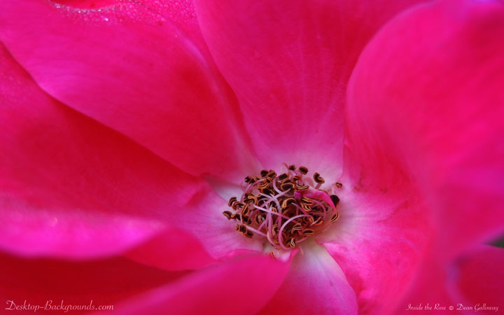 Inside the  Rose
